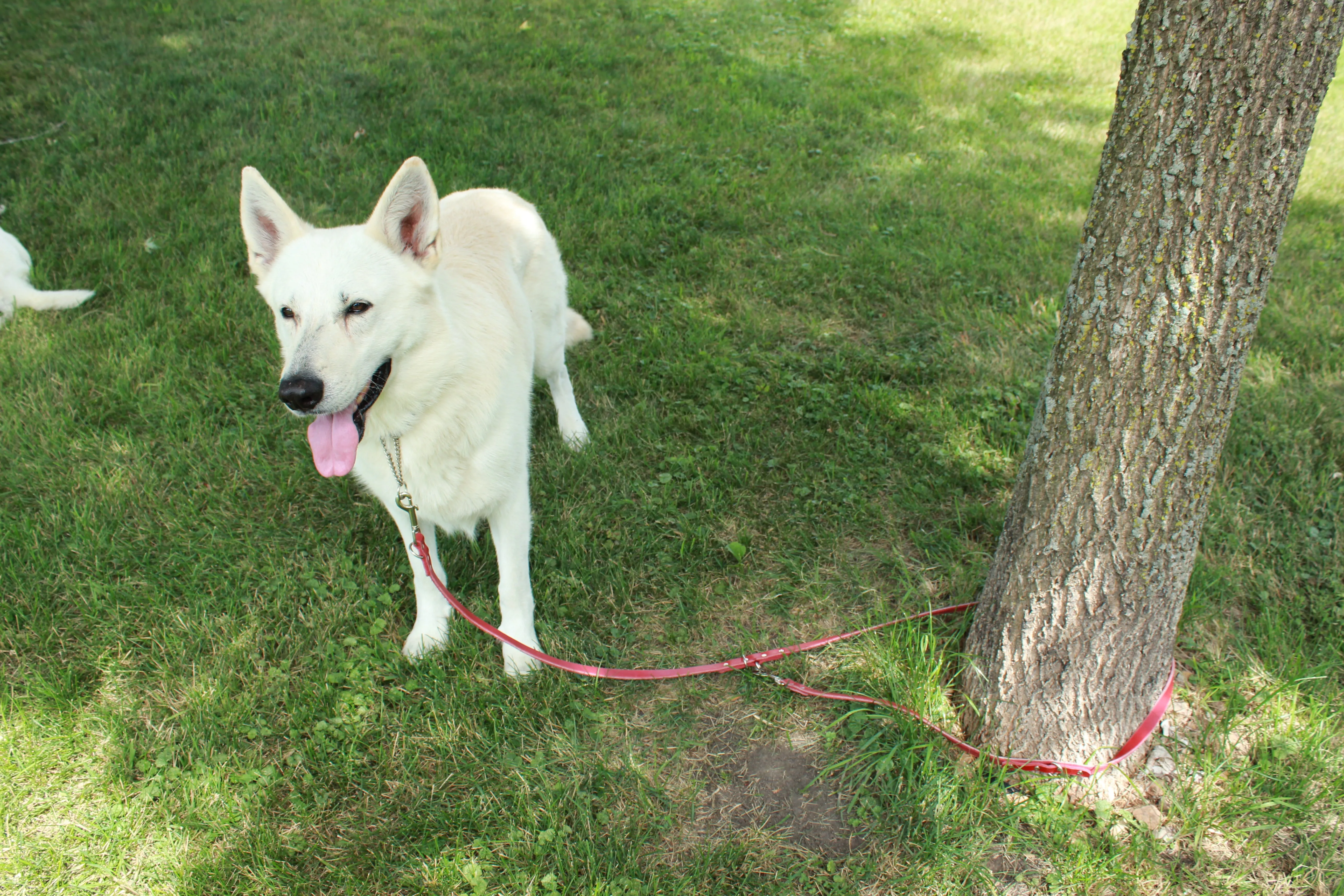 Leather Multi-Purpose Leashes